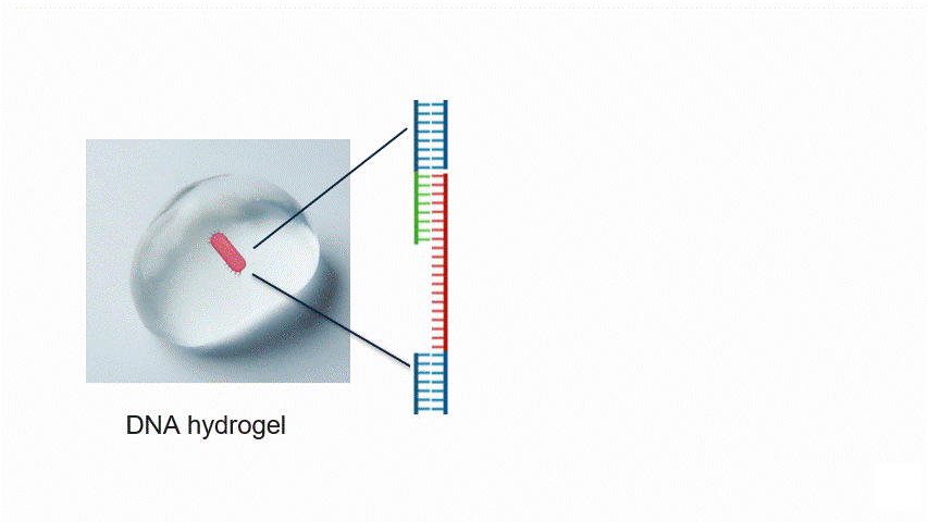 Aptamer mechanism diagram