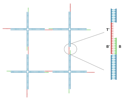 DNA hydrogel network formed by four-way junction motifs with sticky end connections