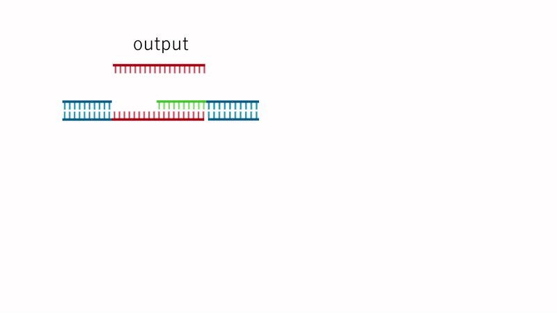 Dissolution mechanism of the DNA hydrogel network by the Output strand from the entropy-driven circuit