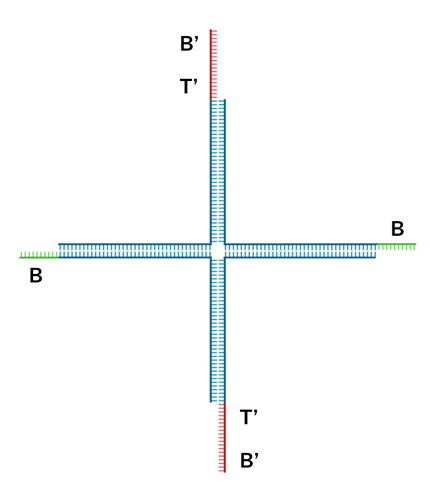 DNA hydrogel four-arm motif schematic