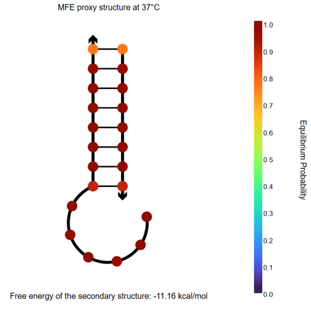 NUPACK Analysis result 4