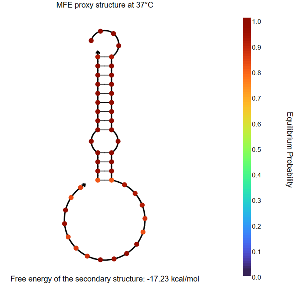 NUPACK Analysis result 6